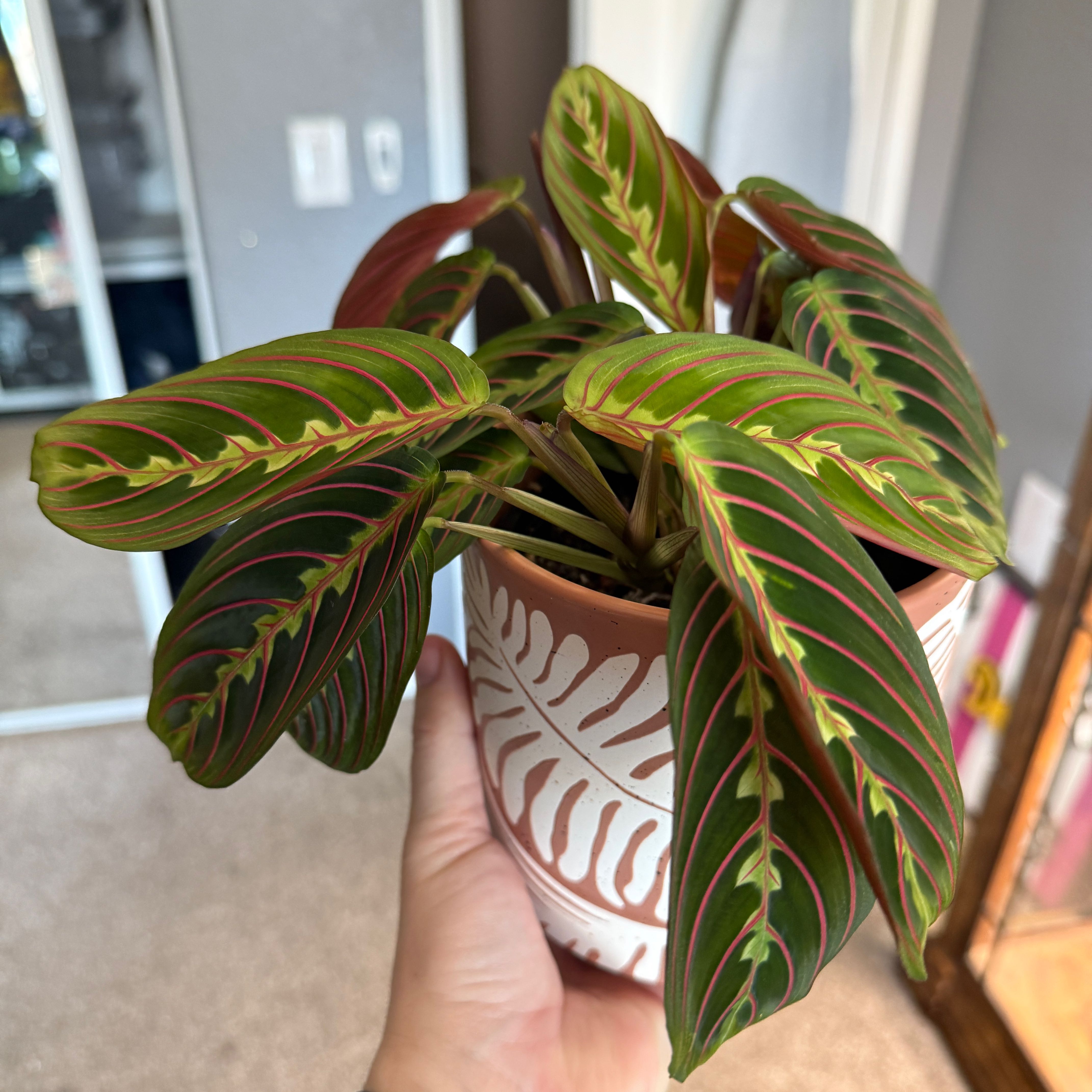 Photo of the plant species Red prayer plant by @JustCallMeDoll named Avé on Greg, the plant care app