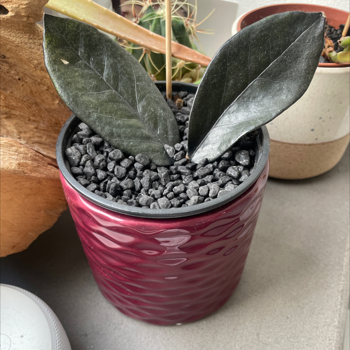 Photo of the plant species Nova Star ZZ Plant by @AshandSarah named Bieber on Greg, the plant care app
