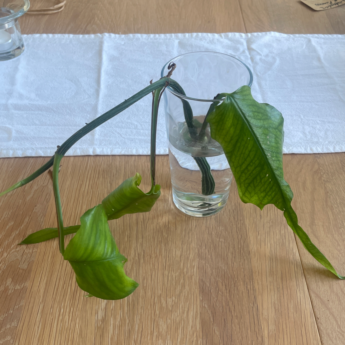 Skeleton Key Pothos plant in a glass of water, showing signs of wilting and leaf curling.