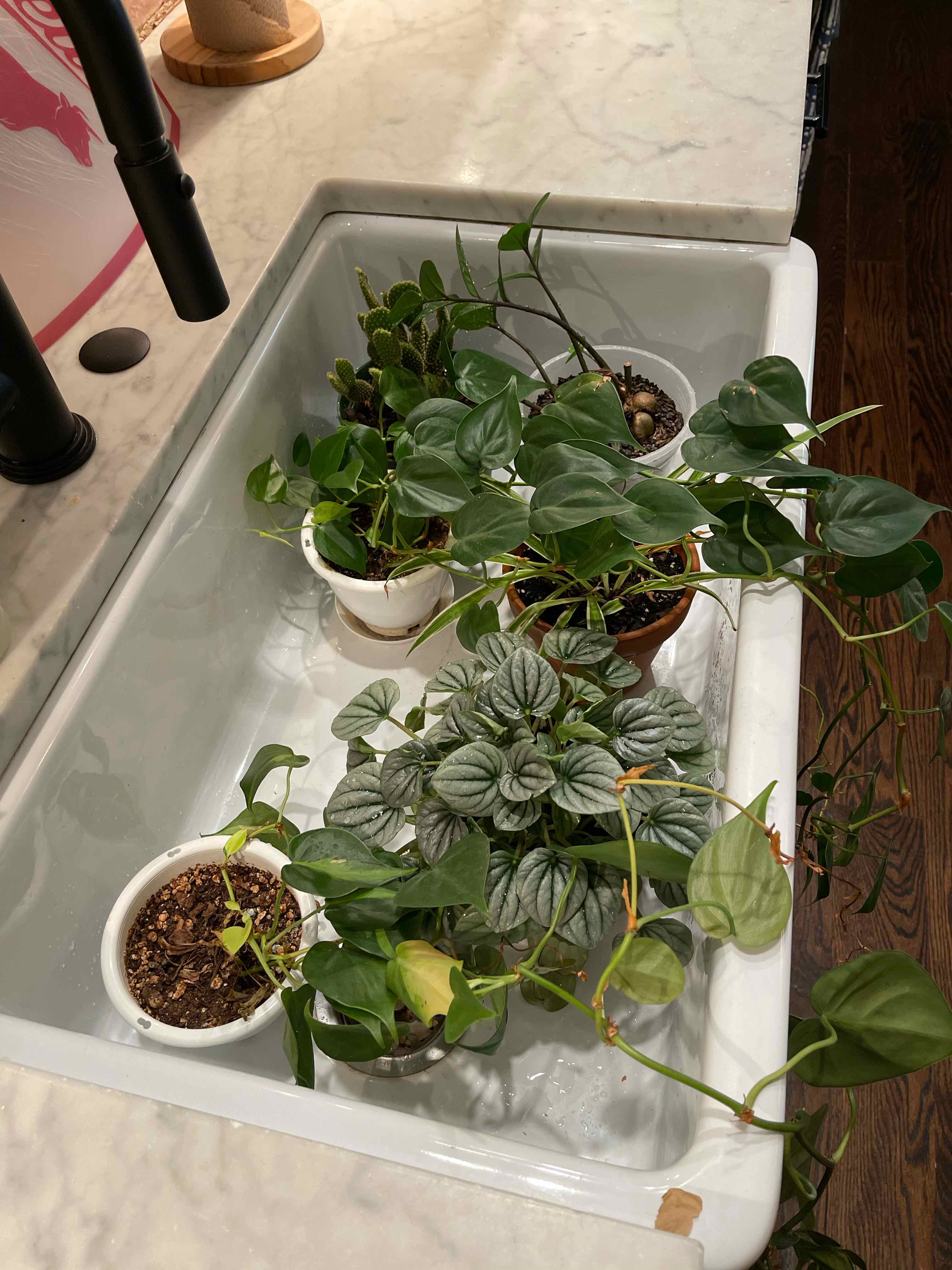 Multiple potted plants, including Emerald Ripple Peperomia, in a sink. Some leaves show slight yellowing.
