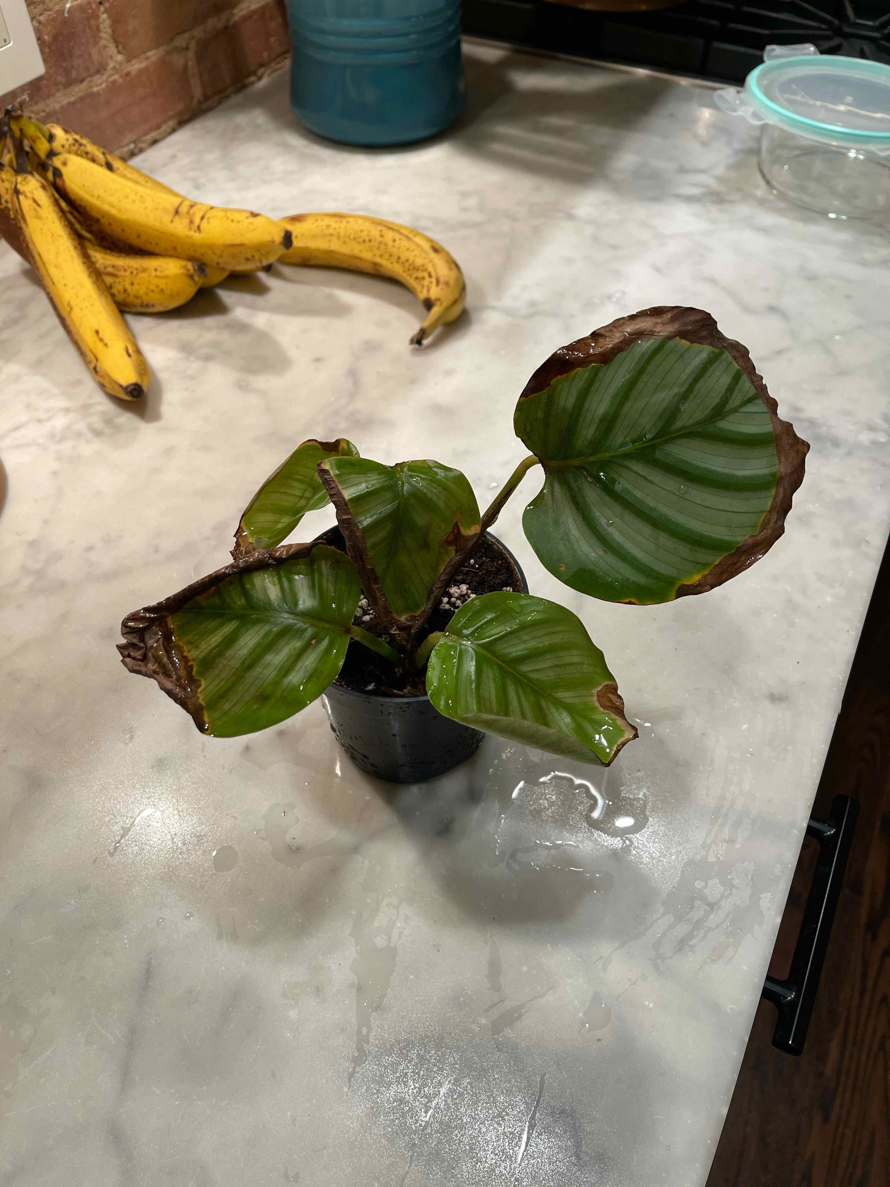 Why Are There Brown Spots On My Calathea Orbifolia? ????