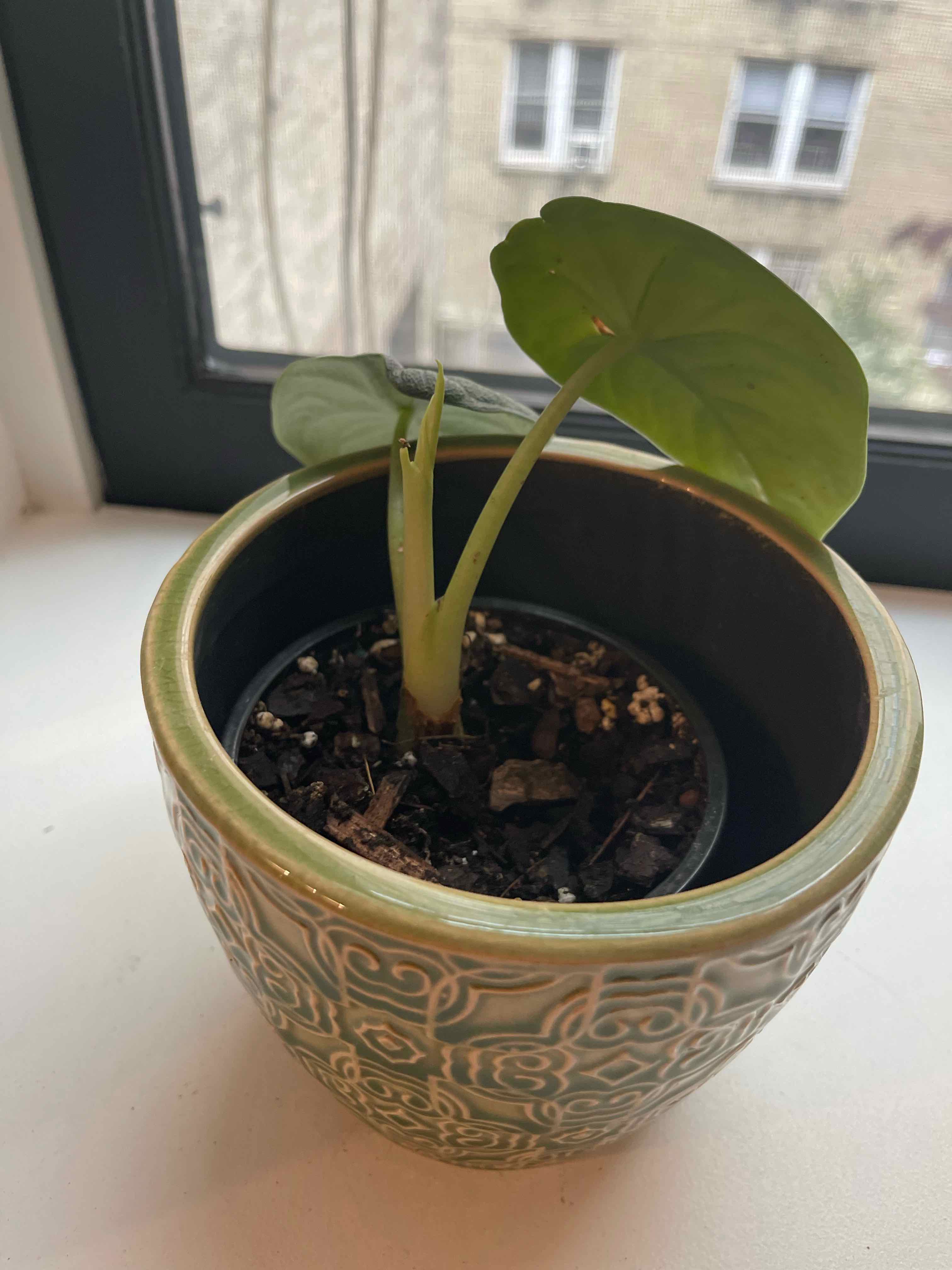 Potted Alocasia 'Rugosa' plant on a windowsill with healthy green leaves.
