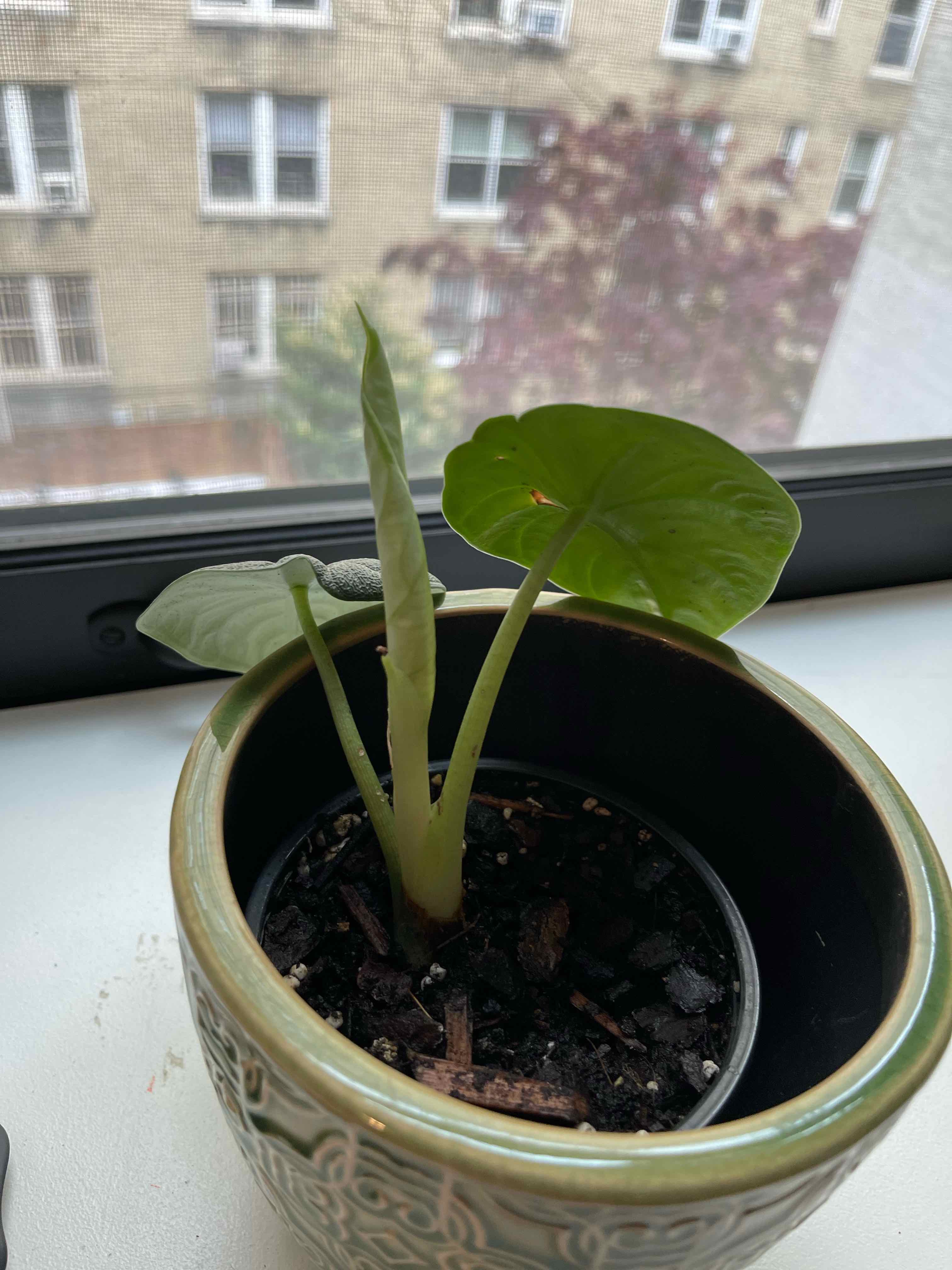 Potted Alocasia 'Rugosa' plant on a windowsill, healthy with visible soil.