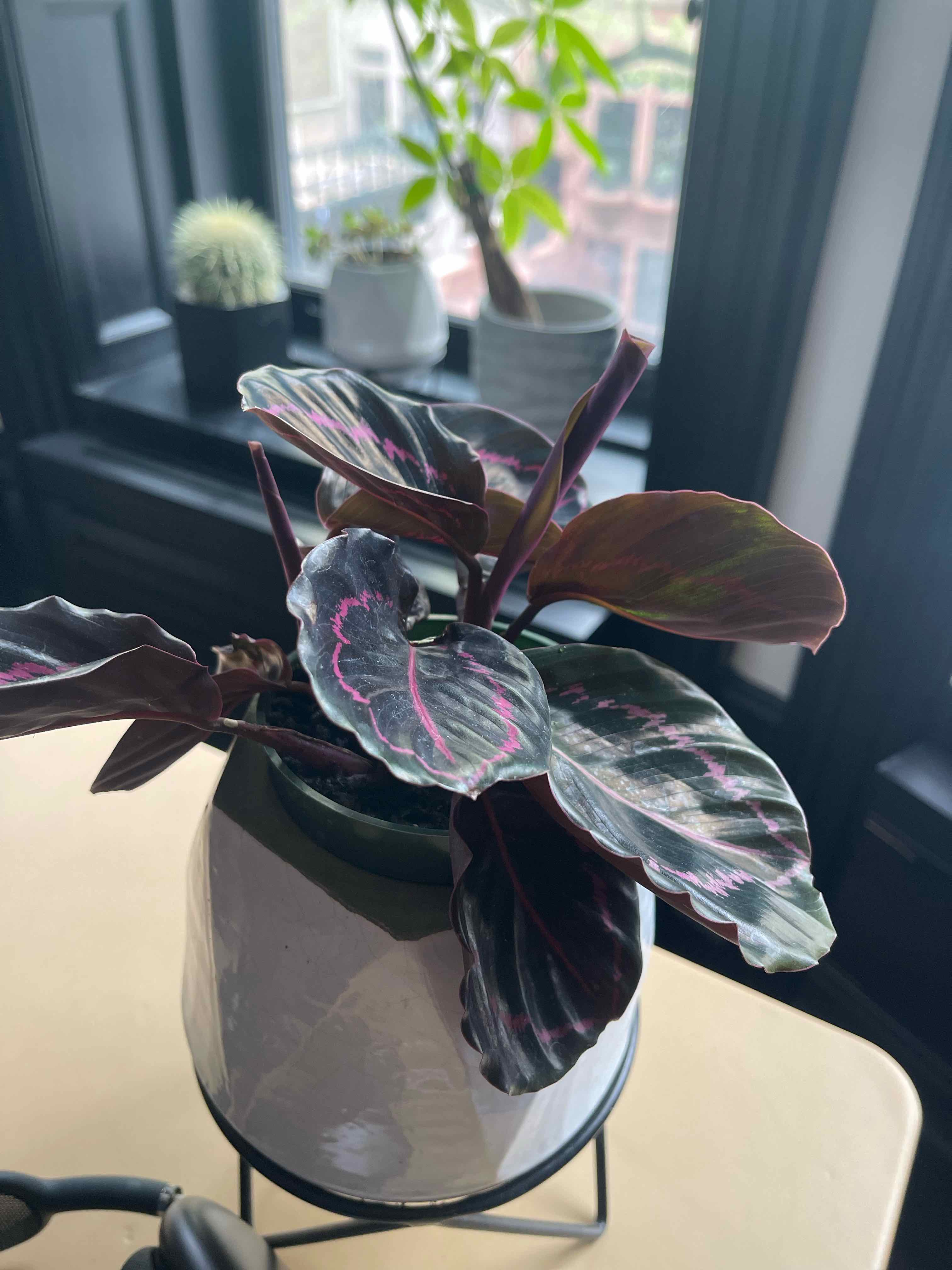 Healthy Rose Calathea plant with vibrant red, pink and green striped leaves in a white ceramic pot near a window.