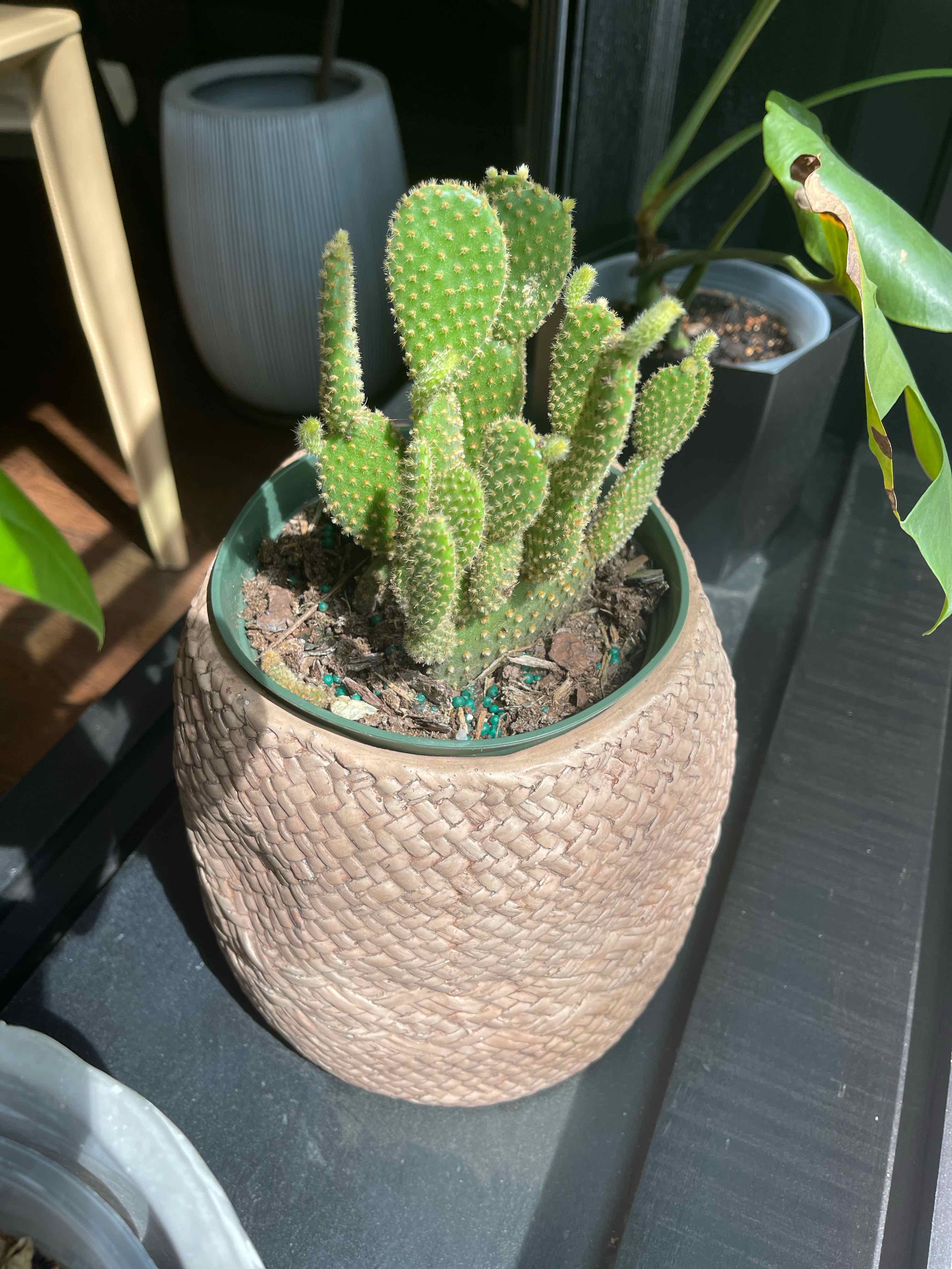 Bunny Ears Cactus (Opuntia microdasys) in a pot with visible soil, well-framed and in focus.