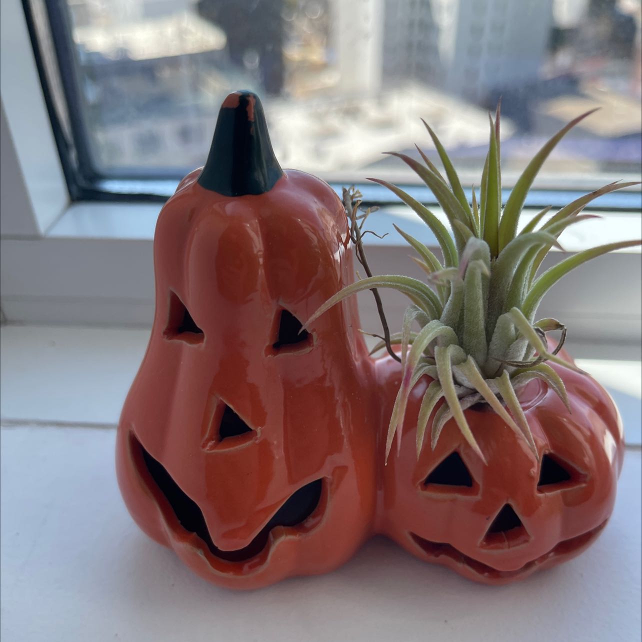 Two blushing bride air plants in orange ceramic jack-o-lantern planters on a white surface in front of a window.