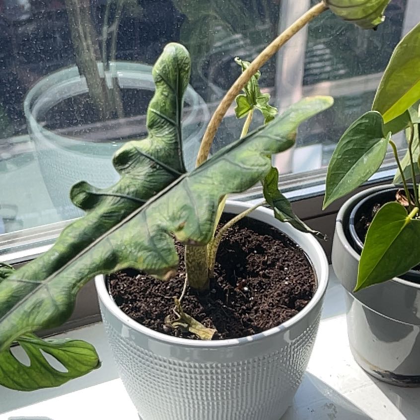 Zebra Elephant Ear plant in a white pot on a windowsill with visible soil and some leaf browning.