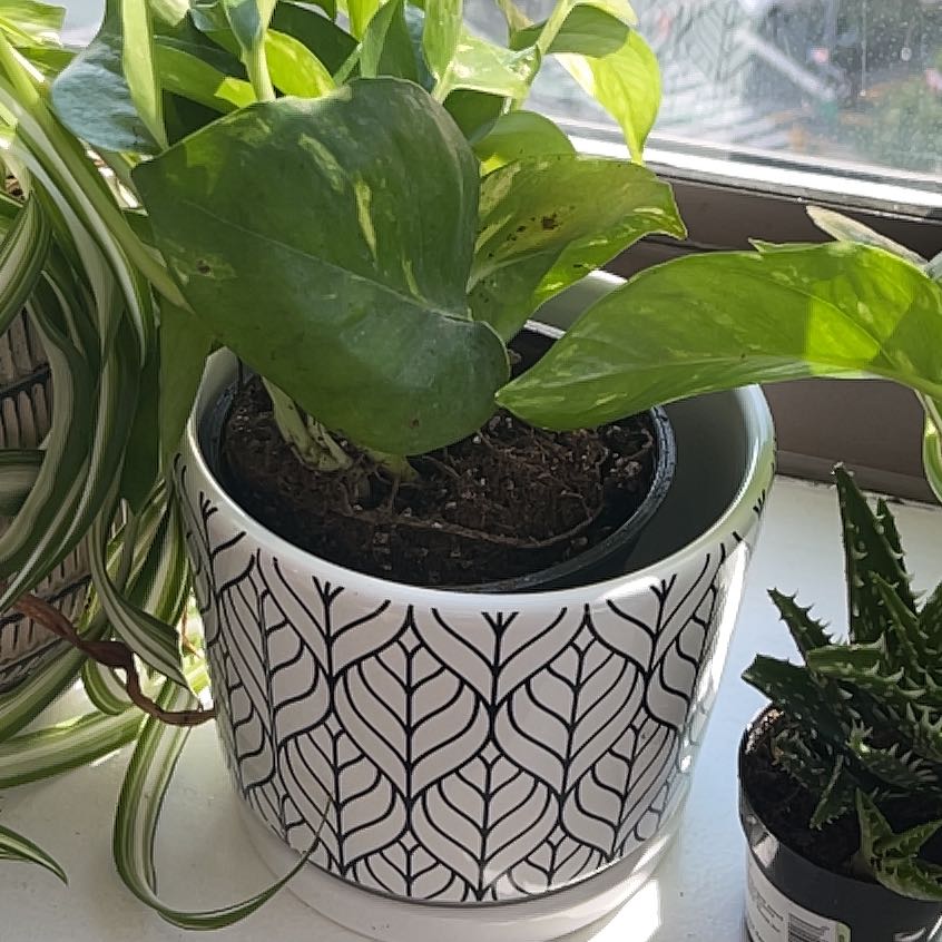 Golden Pothos plant in a decorative pot on a windowsill, surrounded by other plants.