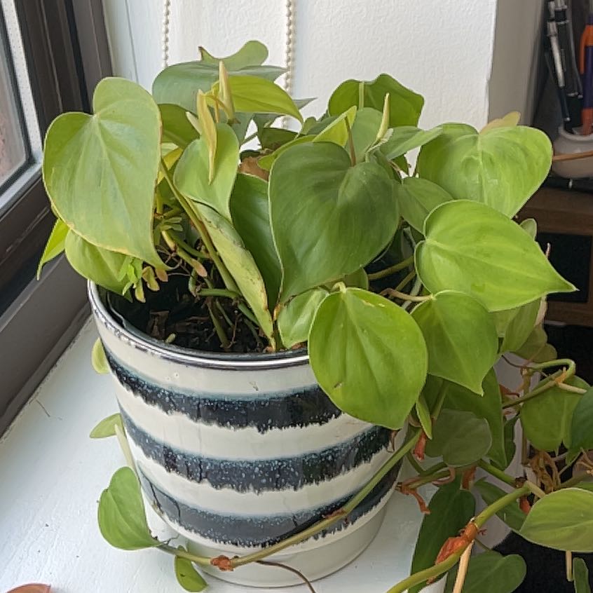 A healthy, thriving Heartleaf Philodendron with vibrant green leaves trailing from a striped ceramic pot, in a home setting.