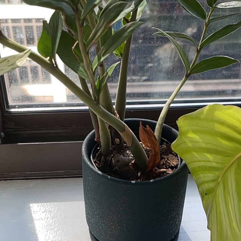 A healthy ZZ plant with glossy dark green leaves in a black pot, alongside the leaf of another larger plant.