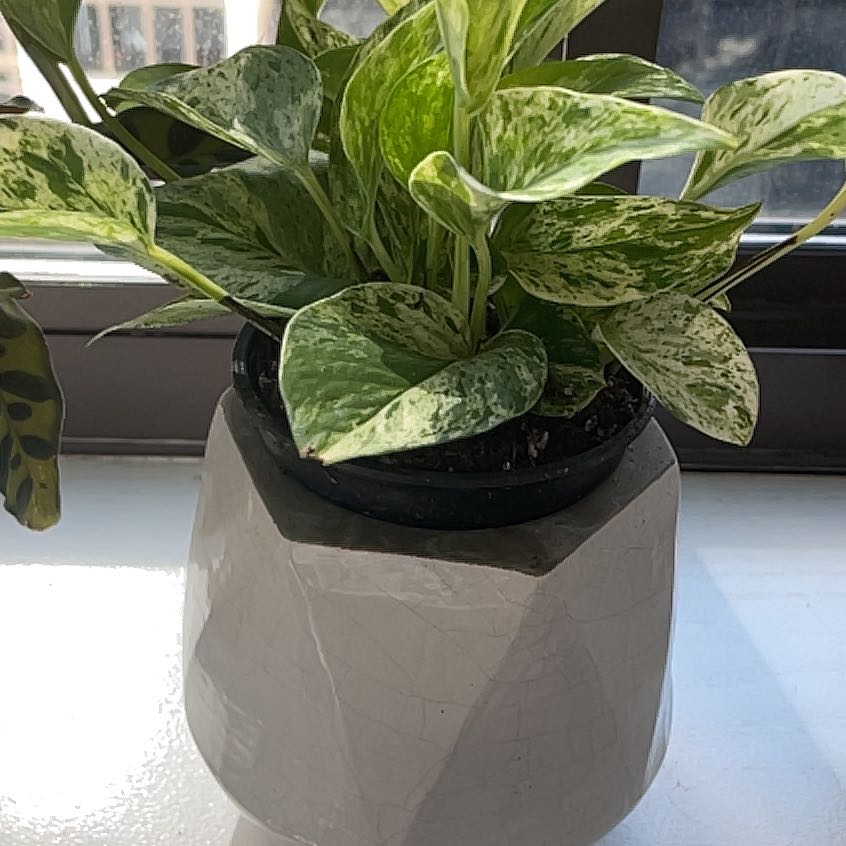 Marble Queen Pothos plant in a pot on a windowsill with variegated green and white leaves.