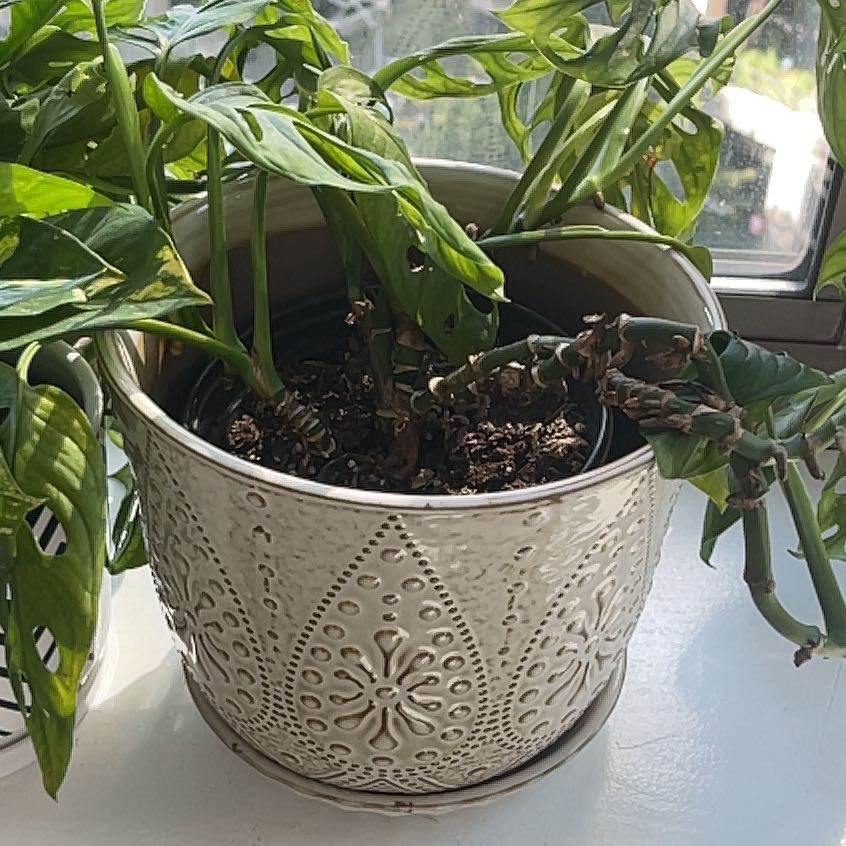 Swiss Cheese Vine plant in a decorative pot with some wilting and browning leaves, placed near a window.