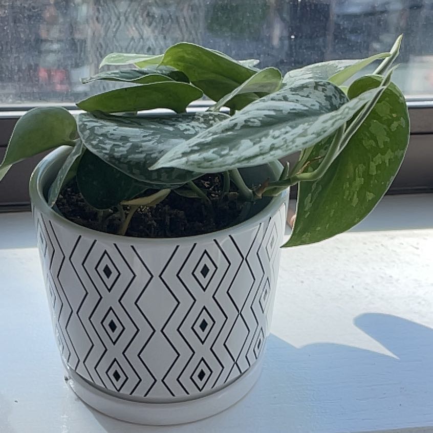 Healthy satin pothos plant with variegated silver and green heart-shaped leaves in a decorative white geometric patterned pot.