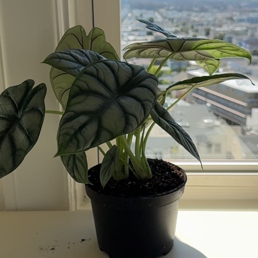 Potted Alocasia 'Dragon Scale' plant on a windowsill with healthy leaves.