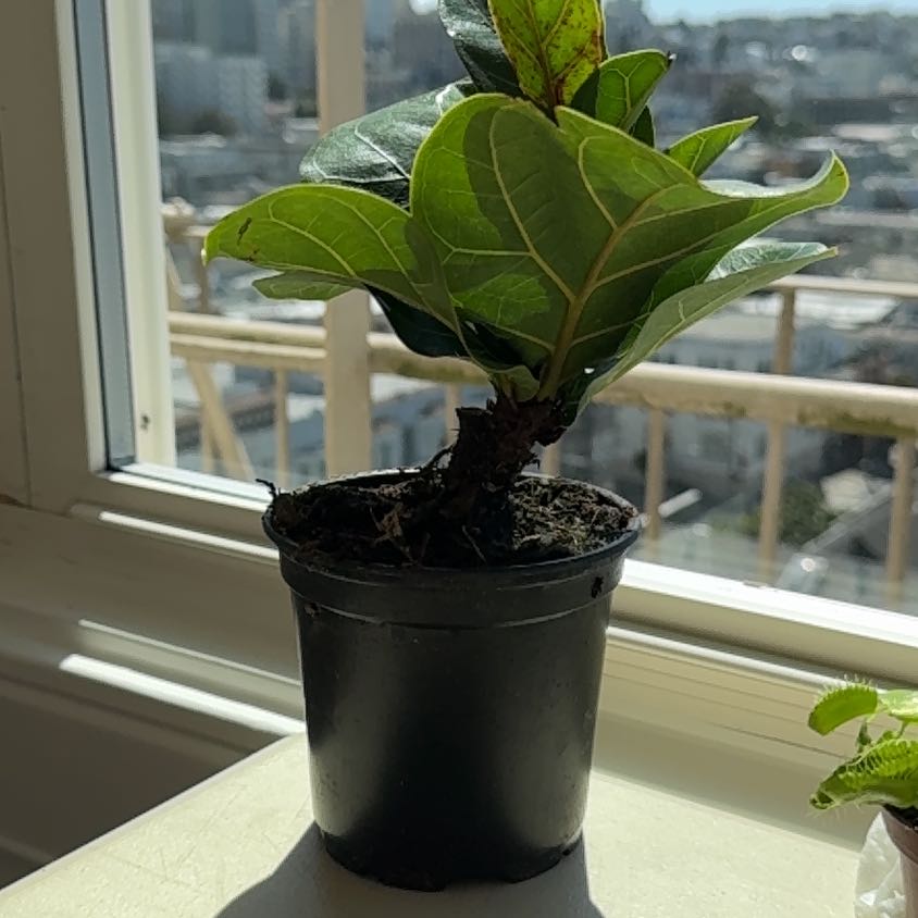 Healthy Fiddle Leaf Fig plant in a black pot near a window.