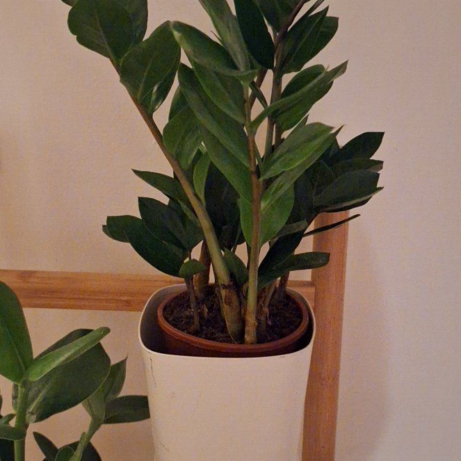 Photo of the plant species Dark Zamicro ZZ Plant by @FancyCalendula named Keanu Leaves on Greg, the plant care app