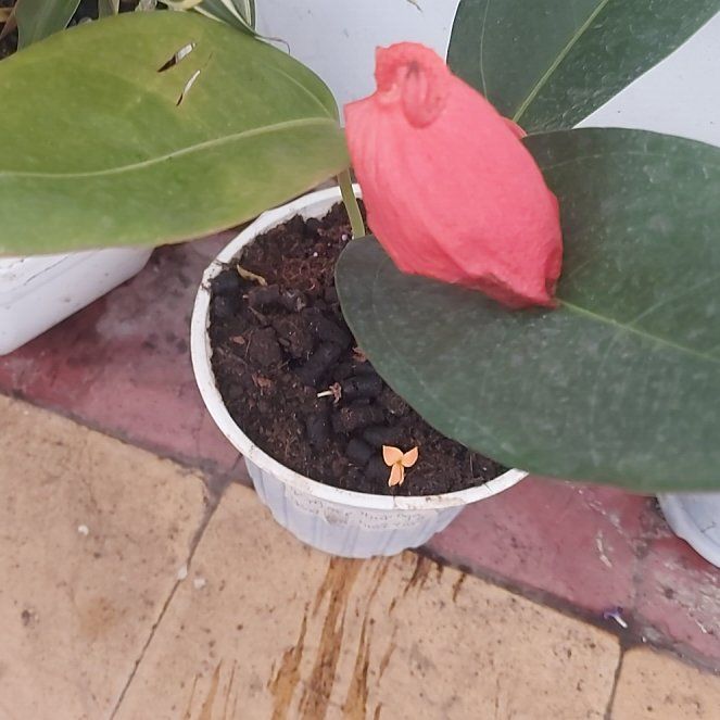 Photo of the plant species Flamingo Flower by @WiseCalamondino named Fernie Saunders on Greg, the plant care app