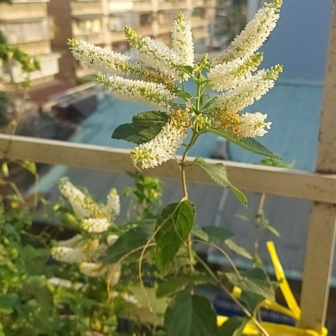 Photo of the plant species Sweet Almond Bush by @WiseCalamondino named Curie on Greg, the plant care app