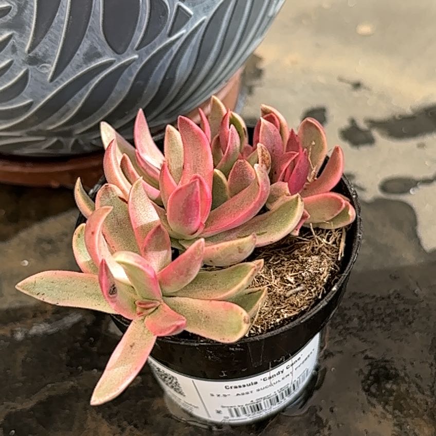 Photo of the plant species Crassula 'Candy Cane' by @ZingSuedebolete named Bella on Greg, the plant care app