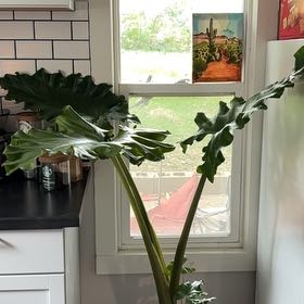 Photo of the plant species Low Rider by @MemorableTule35 named Surya on Greg, the plant care app