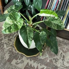 Photo of the plant species Philodendron giganteum Variegated Blizzard by @MemorableTule35 named Hamilton on Greg, the plant care app