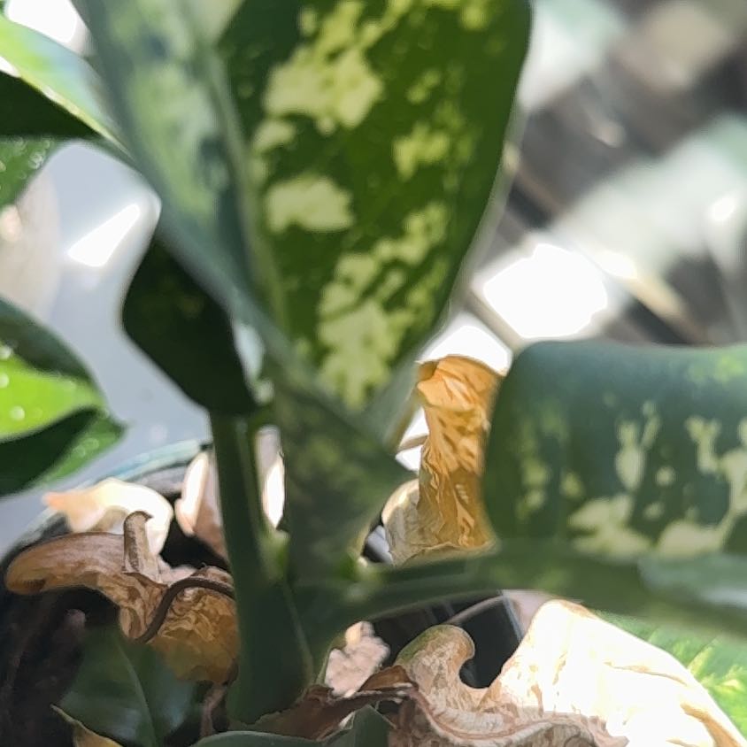 Photo of the plant species Friar's Cowl by @EagerZucchini83 named Nemo on Greg, the plant care app