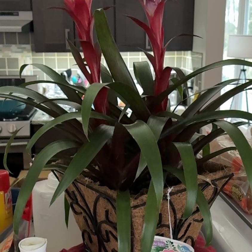 Photo of the plant species Blooming bromeliad by @HumaneSalsify25 named Bodhi on Greg, the plant care app