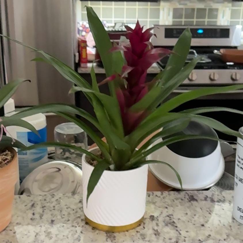 Photo of the plant species Blooming bromeliad by @HumaneSalsify25 named Harper on Greg, the plant care app