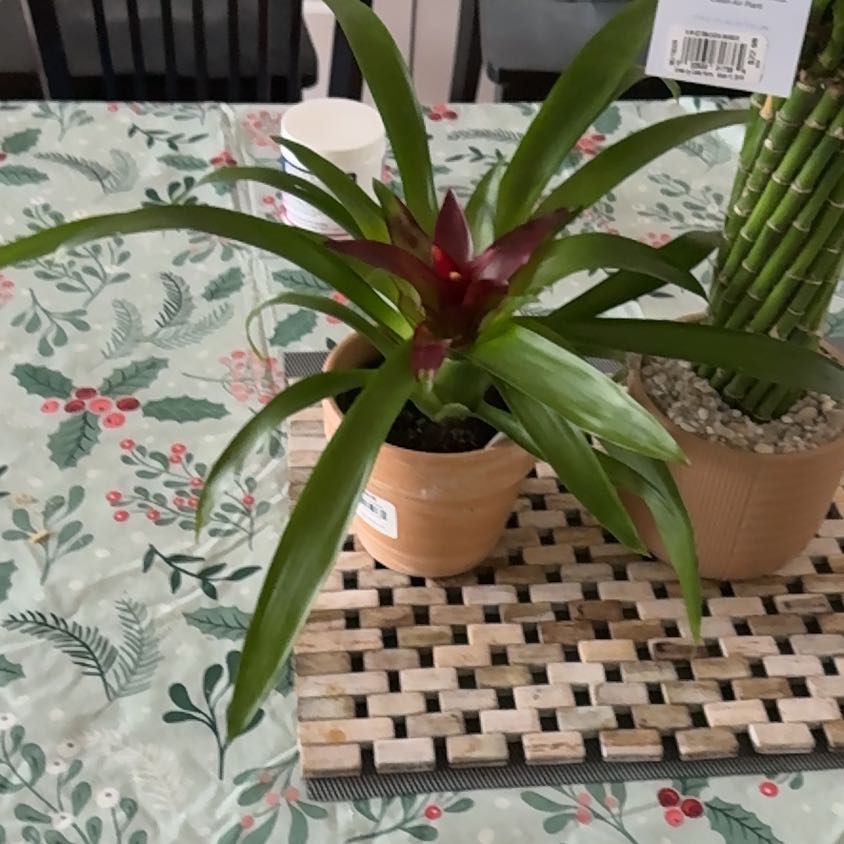 Photo of the plant species Blooming bromeliad by @HumaneSalsify25 named Eva on Greg, the plant care app