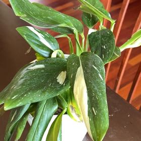 Photo of the plant species Red Leaf Philodendron by @IWantThatPlant named Zach Werenski on Greg, the plant care app
