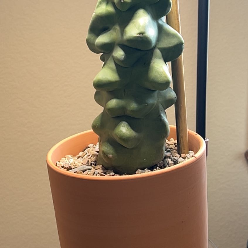 Photo of the plant species Totem Pole Cactus by @IWantThatPlant named Anze Kopitar on Greg, the plant care app