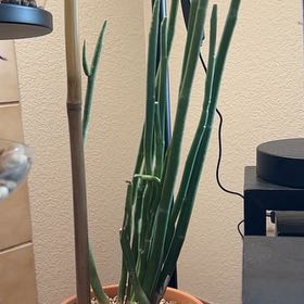 Photo of the plant species Pedilanthus macrocarpus by @IWantThatPlant named Lebron on Greg, the plant care app