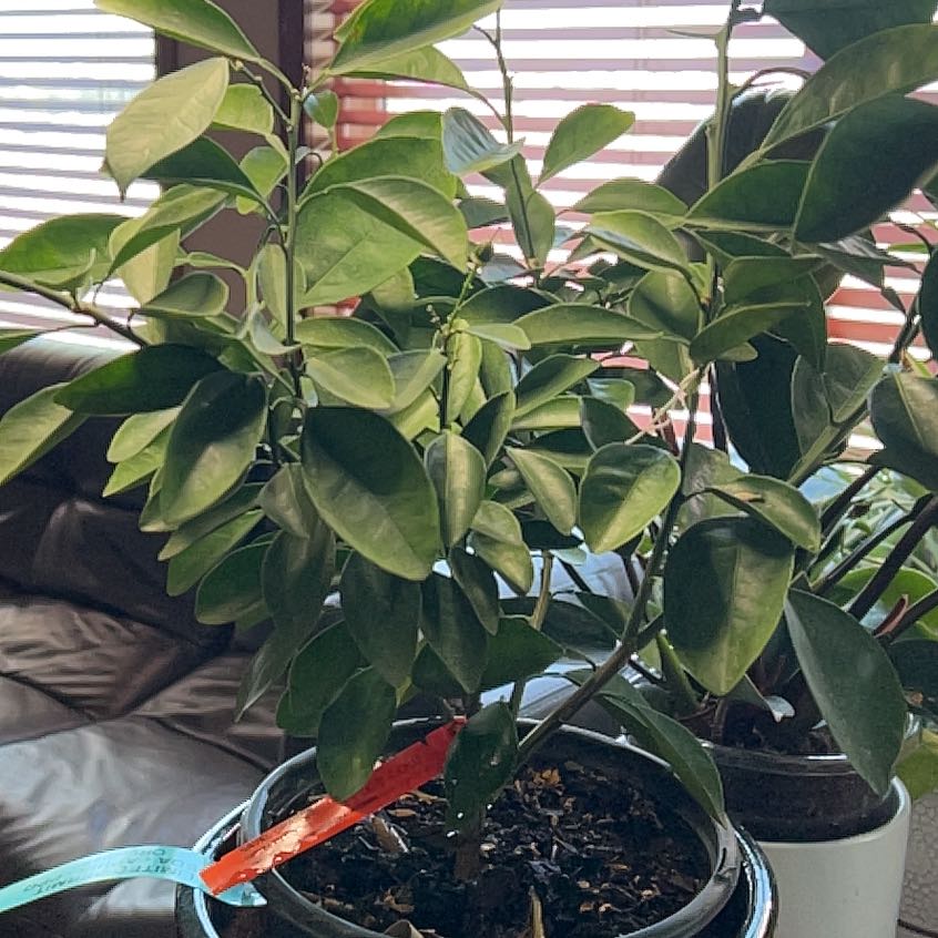 Photo of the plant species Navel Orange by @IWantThatPlant named Spike Leaves on Greg, the plant care app