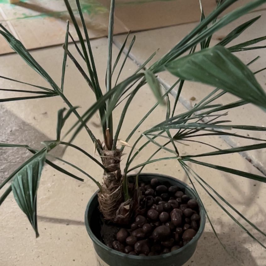 Photo of the plant species Chinese Windmill Palm by @IWantThatPlant named Bella on Greg, the plant care app