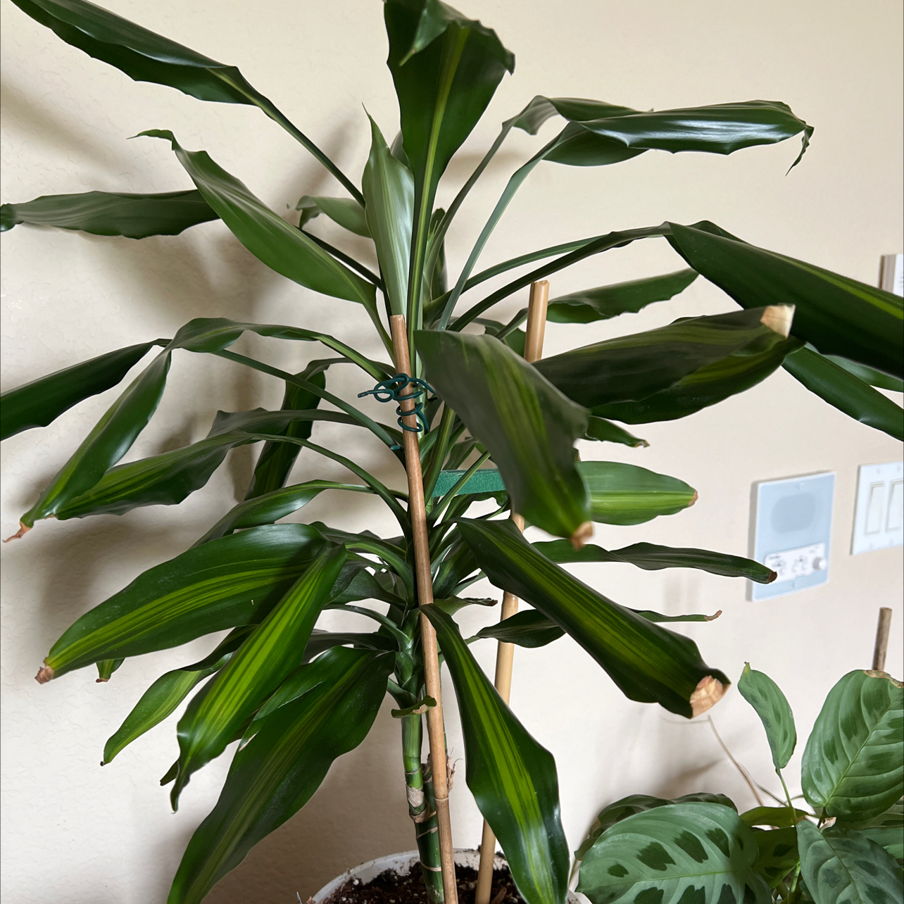 Photo of the plant species Cordyline Glauca by @IWantThatPlant named Narnia (up) on Greg, the plant care app