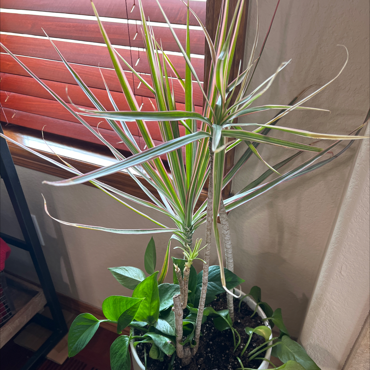 Photo of the plant species Red Dracaena by @IWantThatPlant named Saunders (book shelf) on Greg, the plant care app