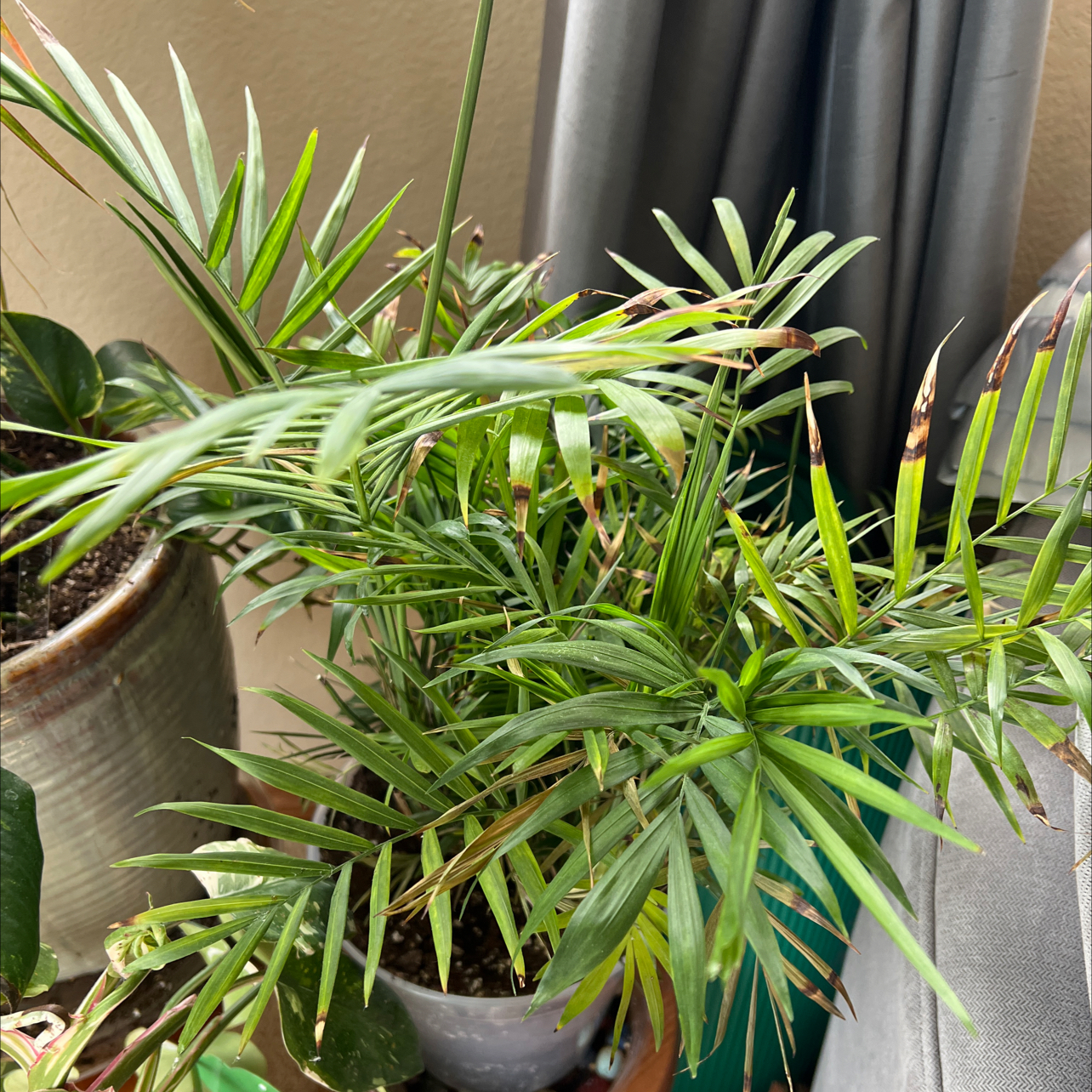 Photo of the plant species Varigated Parlour Palm by @IWantThatPlant named Mario Lemieux (up) on Greg, the plant care app