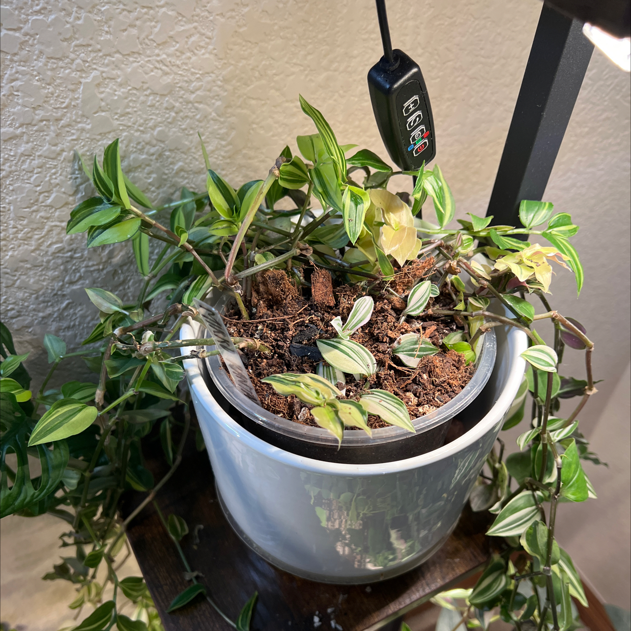 Photo of the plant species Inch Plant; Variegated Wandering Jew by @IWantThatPlant named Mikko Rantanen (hall) on Greg, the plant care app