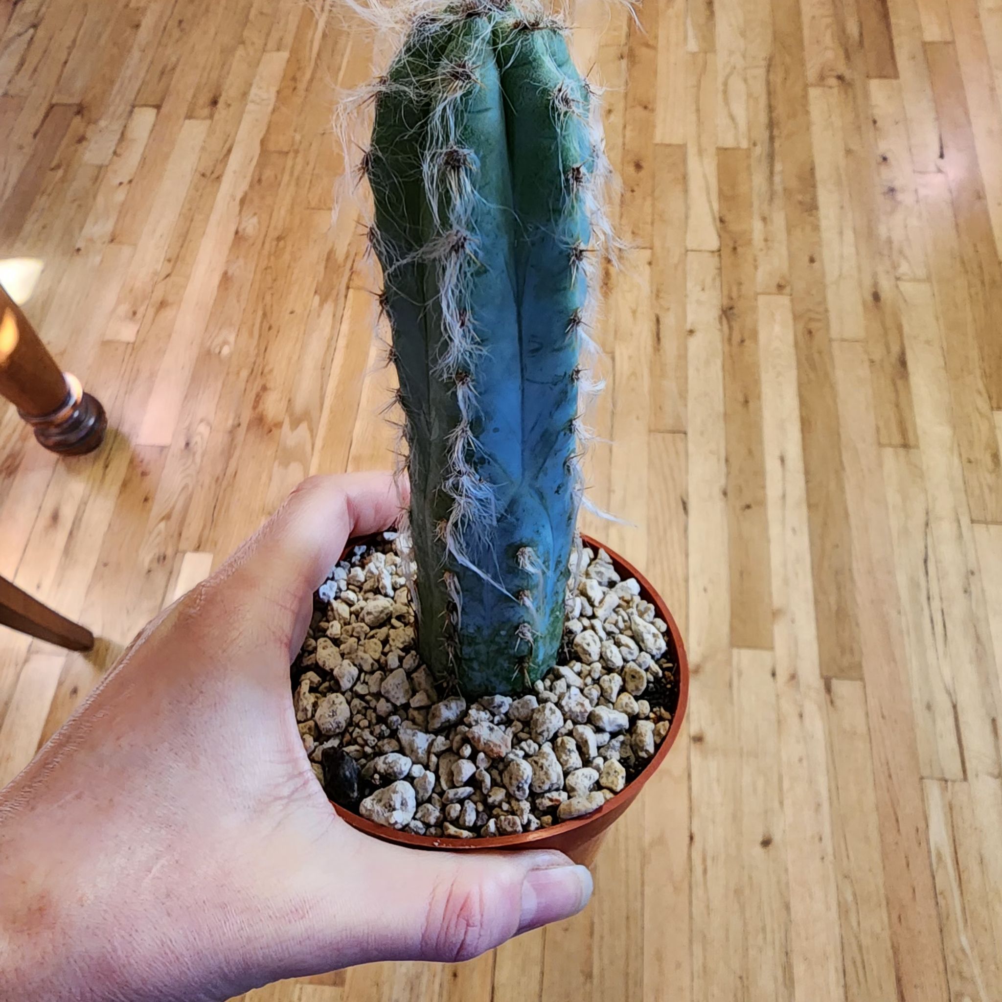 Photo of the plant species Palmer's Pilosocereus by @CosmicCherryred named Osmo on Greg, the plant care app