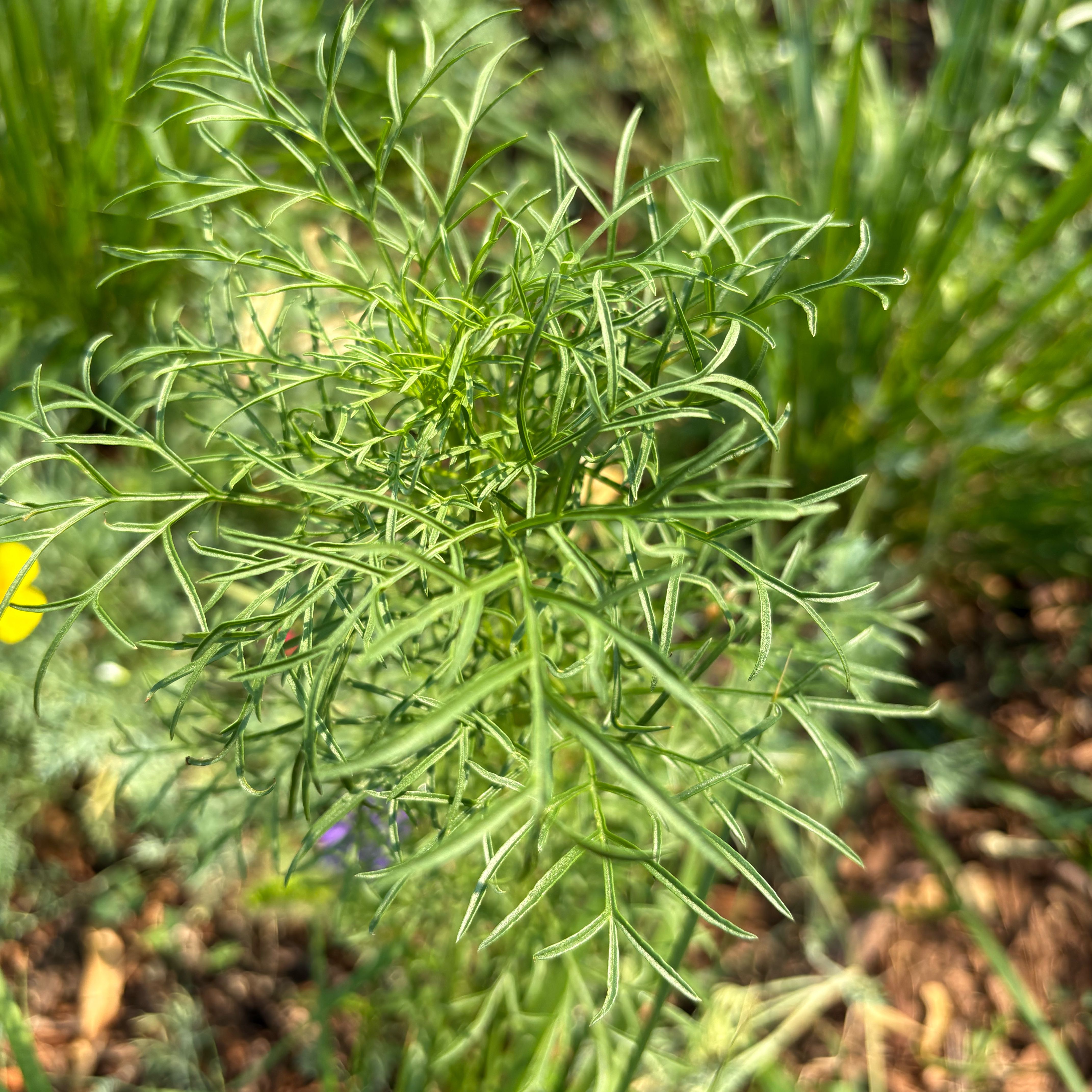 Photo of the plant species Garden Cosmos by @TopnotchAnahaw named Fernie Mac on Greg, the plant care app