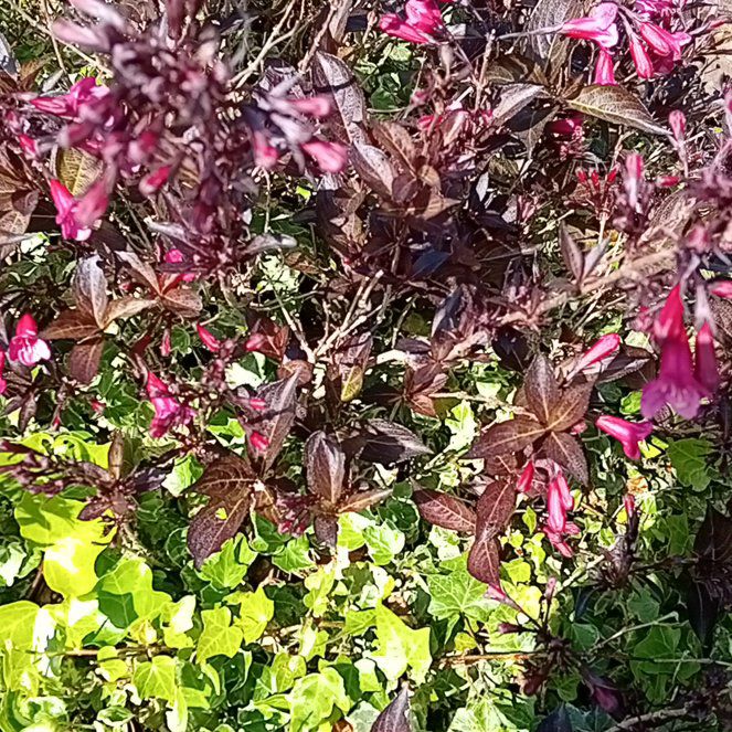 Photo of the plant species Chinese Fringe Flower by @SilkenBelleblue named Orwell on Greg, the plant care app