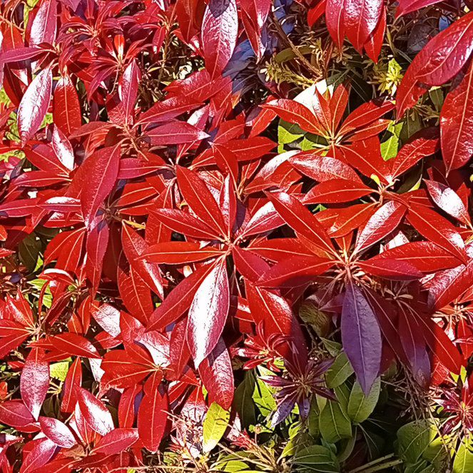 Photo of the plant species Japanese Andromeda by @SilkenBelleblue named Spike Leaves on Greg, the plant care app