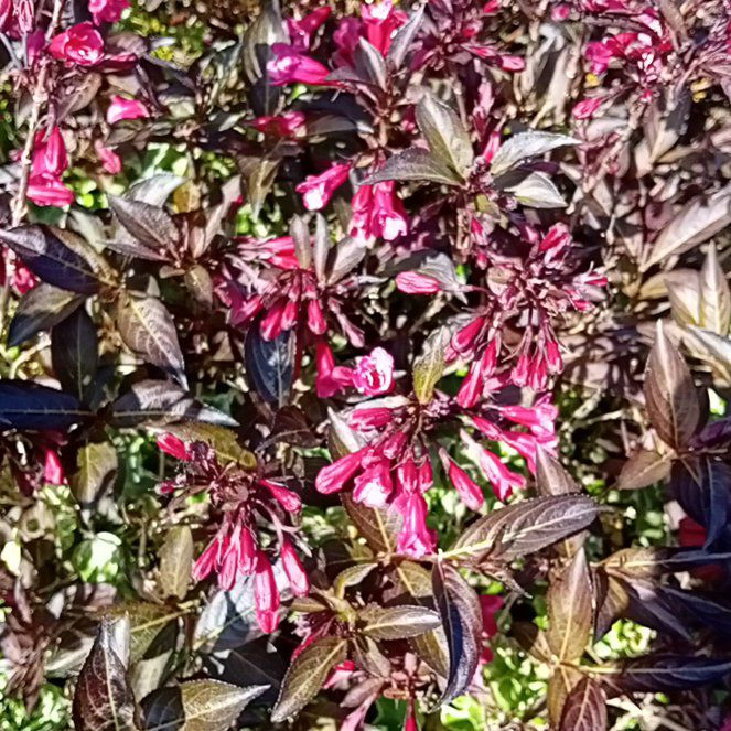Photo of the plant species Chinese Fringe Flower by @SilkenBelleblue named Austen on Greg, the plant care app