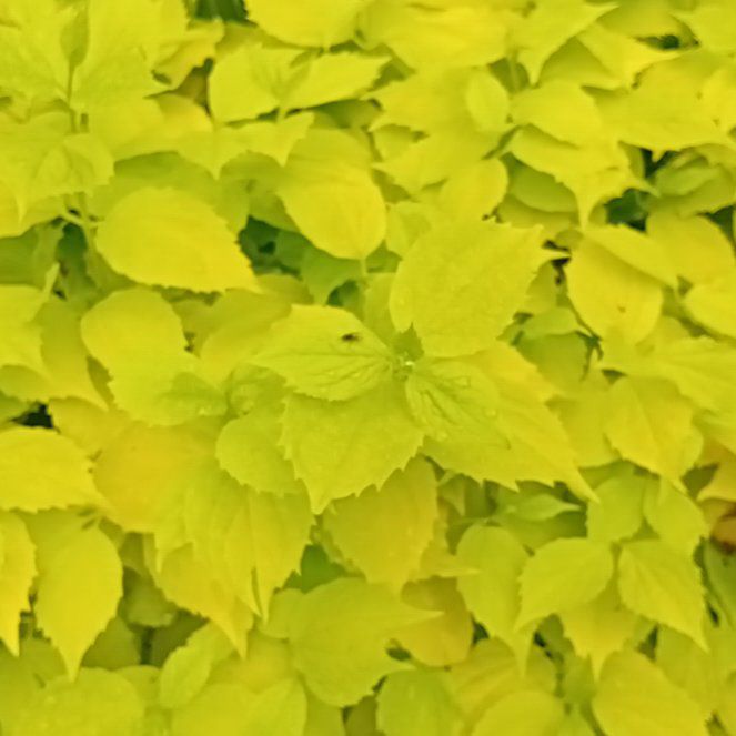 Photo of the plant species Sweet Mock Orange by @SilkenBelleblue named Girlfrond on Greg, the plant care app