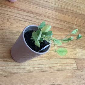 Photo of the plant species Peas by @DeftGoldensedum named Delilah on Greg, the plant care app