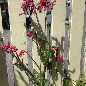 Photo of the plant species Red Kangaroo Paw by @bigdog named Tree Diddy on Greg, the plant care app