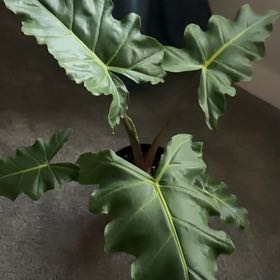 Photo of the plant species Golden Dragon by @ckeough8 named Cleopatra on Greg, the plant care app