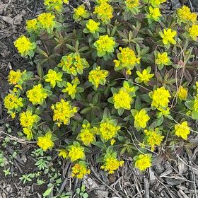 Photo of the plant species Cushion Spurge by @ZanyBeechdrops named Mollie on Greg, the plant care app