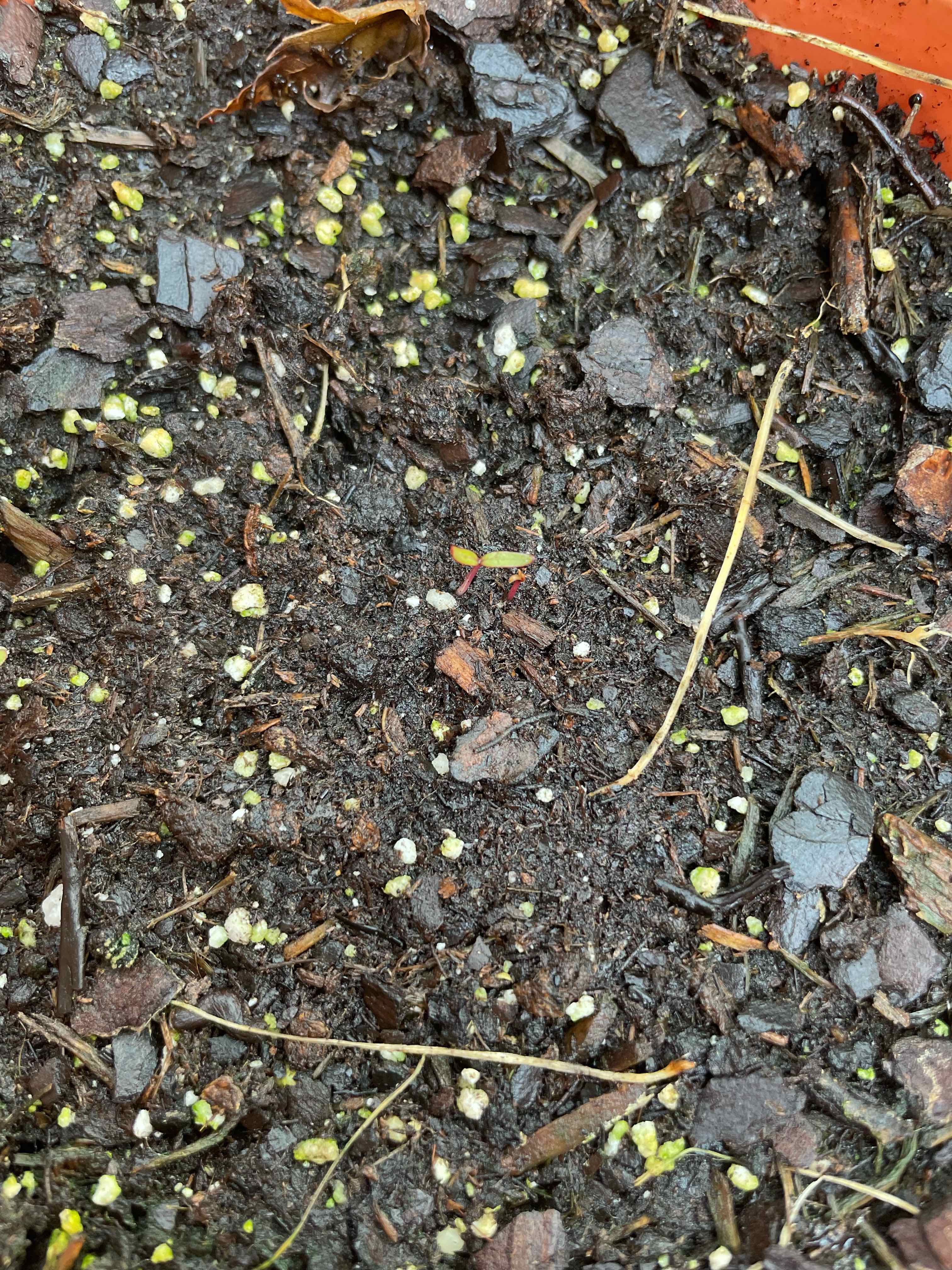 Soil with small Dragon's Breath Celosia seedlings emerging.