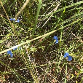 Photo of the plant species Baby Blue Eyes by @SunnyShingleoak named Ronaldo on Greg, the plant care app
